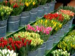 Tulips, Venlo, The Netherlands
